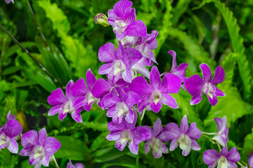 Orchid Flowers in the garden