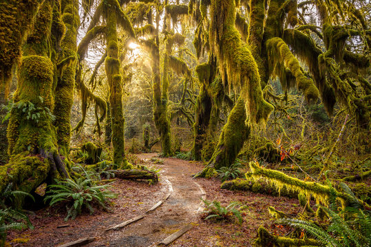 Fototapeta Hoh Rain Forest