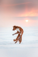 Dog Nova Scotia Duck Tolling Retriever n winter park