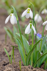 spring flowers snowdrops