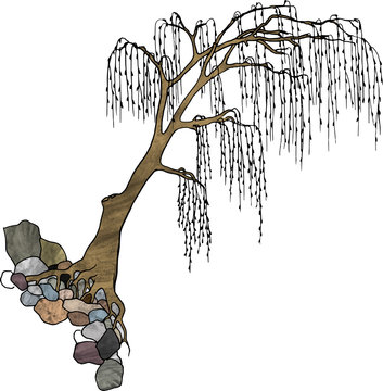 Big bent tree with long hanging twigs, growing at stone hill. Weeping willow or other. Color vector illustration.