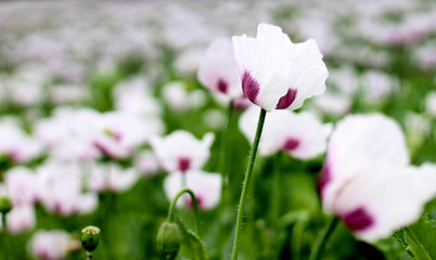 White poppy flower