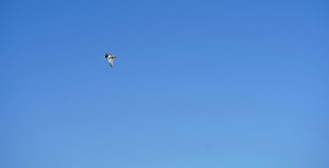 Naklejka na ściany i meble flying seagull