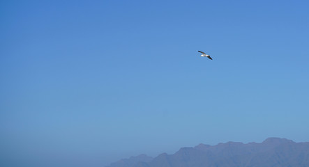 Fototapeta na wymiar seagull flying over the ocean and the mountains