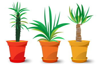 three pots with plants