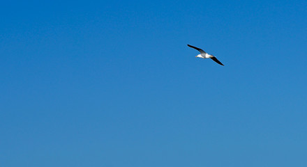 flying seagull