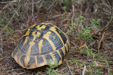 Tortuga