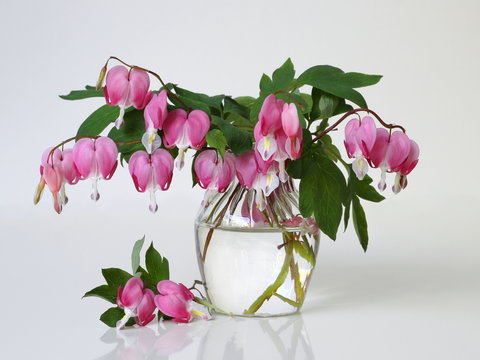 Bouquet of pink bleeding heart flowers in a vase on a white background. Romantic floral still life with pink flowers. Lamprocapnos Dicentra spectabilis, bleeding heart, lyre flower.
