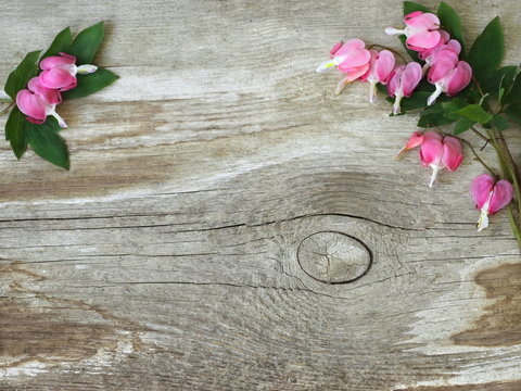 Pink bleeding heart flowers on a wooden background. Decorative Valentines day frame or border with pink floral hearts lying on a wooden plank. Photo from above.