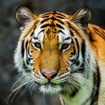 Fototapeta Tiger