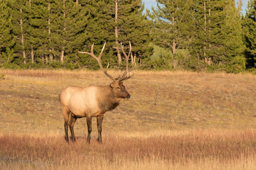 Bull Elk