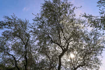 Olivenbaum im Gegenlicht