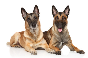 Two Malinois on a white background