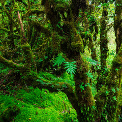 The integrity of the forest. Doi Inthanon National Park. Chiang