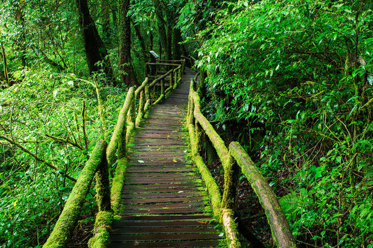 Fototapeta Beautiful rain forest at ang ka nature trail in doi inthanon nat