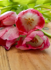 Obraz na płótnie Canvas Pink tulip bouquet isolated .