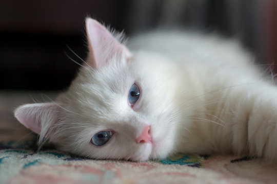 Sleepy turkish angora cat