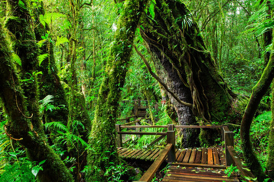 Fototapeta Beautiful rain forest at ang ka nature trail in doi inthanon nat