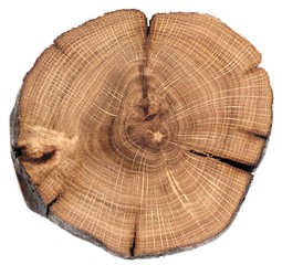Cracked oak split isolated