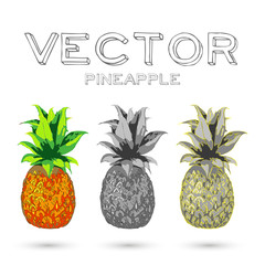 Collection pineapple vector illustration