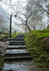 the path way to walk into a foggy rain forest