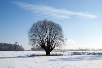 Fototapeta na wymiar Pojedyncze drzewo 