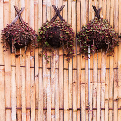 Bamboo plants for hanging on the wall