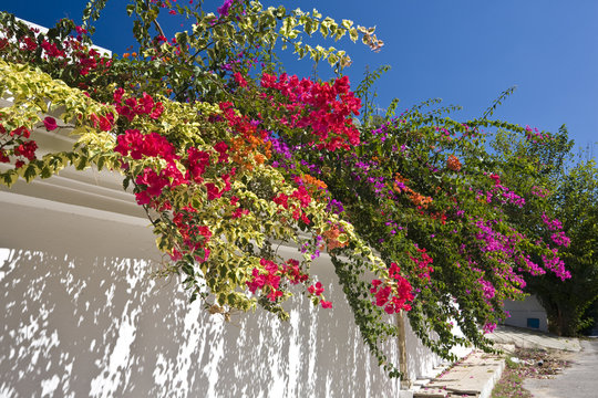 Tunisia. Bunches of multicolored blooming bougainvilleas hanging out of wall