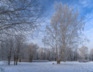 Winter birches in the park