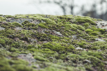 Green moss