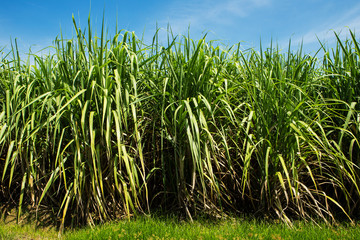 Fototapeta premium Sugarcane field and road with white cloud in Thailand