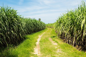 Sugarcane field and road with white cloud in Thailand