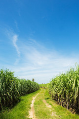 Fototapeta na wymiar Sugarcane field and road with white cloud in Thailand