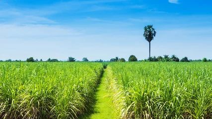 Photo sur Plexiglas Campagne Sugarcane field and road with white cloud in Thailand