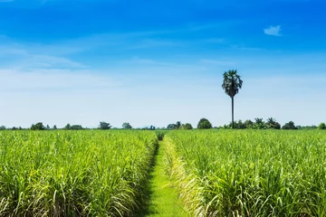 Papier Peint photo Lavable Campagne Sugarcane field and road with white cloud in Thailand
