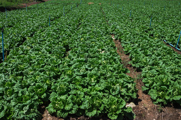 Fototapeta na wymiar lettuce in plots