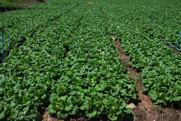lettuce in plots