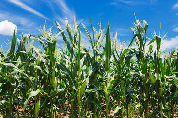 Corn field against cloudy sky