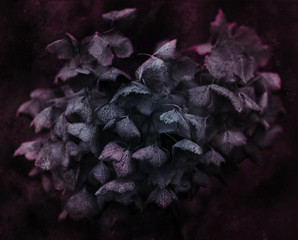 artistic dark colored withered hydrangea flower close up - 101393585