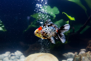 Goldfish in aquarium with green plants, snag and stones