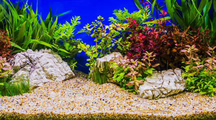 Aquascaping of the beautiful planted tropical freshwater aquariu © subinpumsom