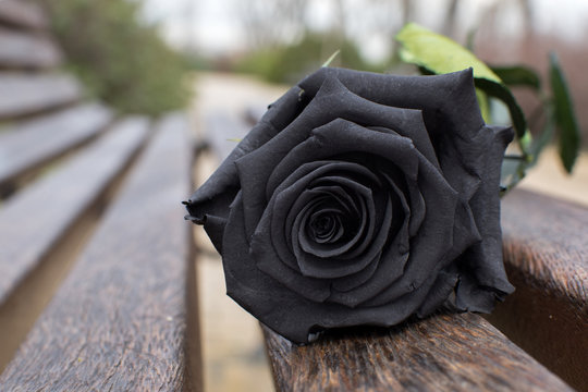 Rosa Negra 