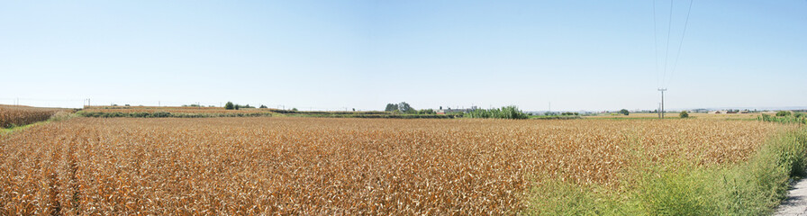 Campos de maíz en Sidamon, Lleida, España