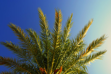 Obraz na płótnie Canvas Palm leaves at dawn