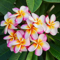 Obraz na płótnie Canvas Plumeria spp. (frangipani flowers, Frangipani, Pagoda tree or Te