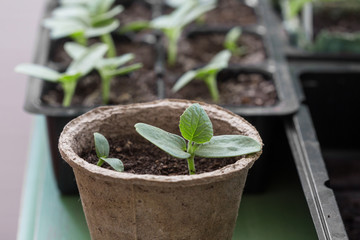 tomato and cucumber seedling