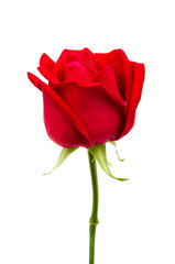 single red rose isolated on white background