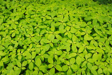 plants in the forest