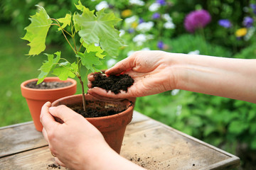 Hands planting a maple tree seedling in a flower pot