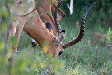 Antilope  1